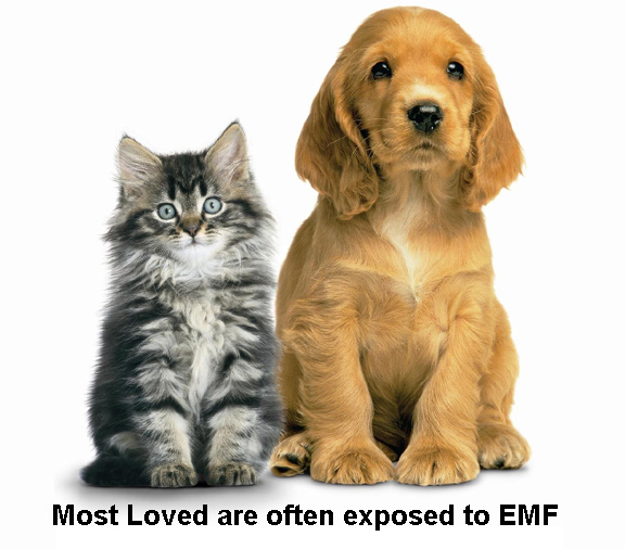 EMF effects pets very often explained by the EMF medical professor Josef Dumanov